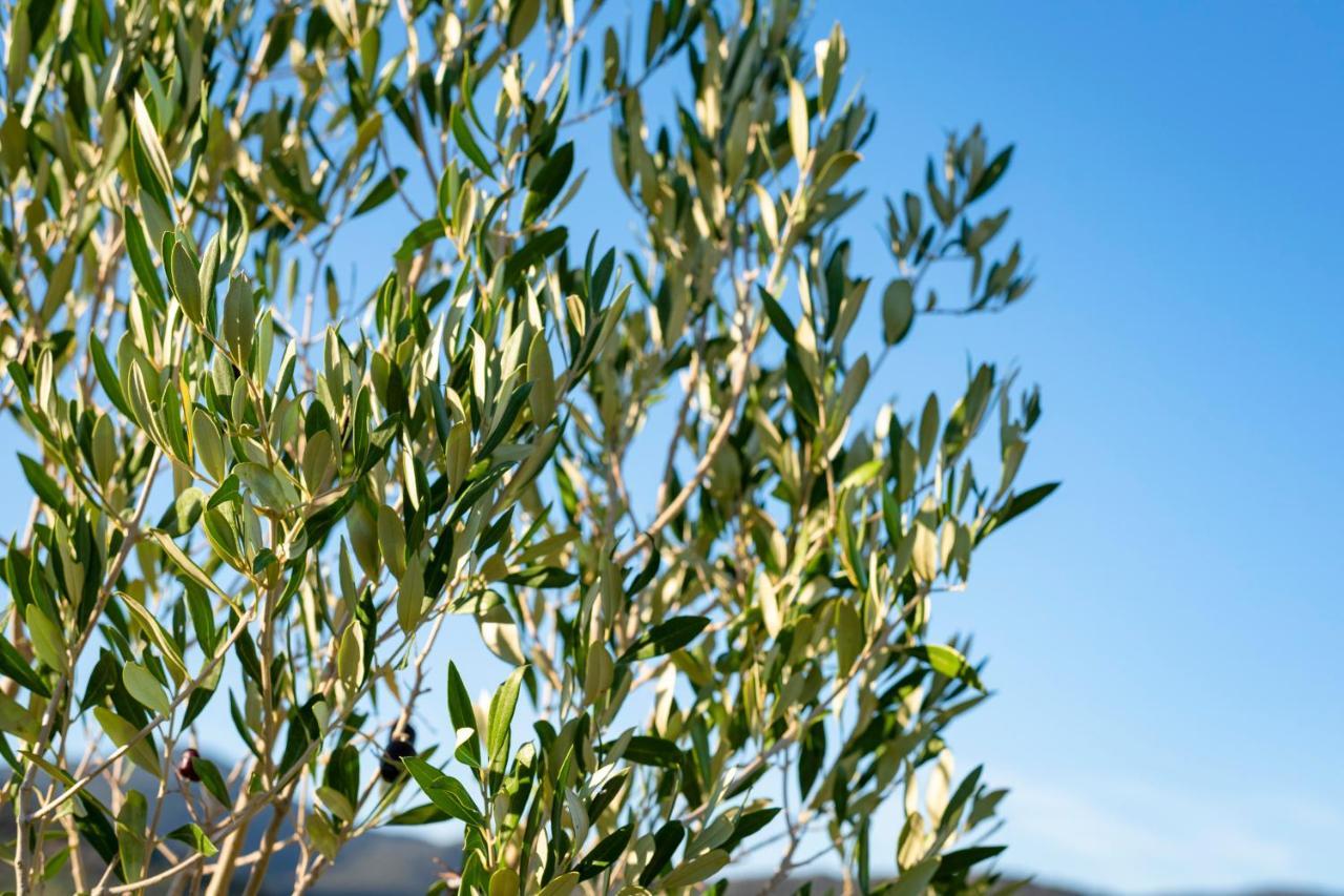 Agriturismo Terre Di Castiglione Castiglione della Pescaia Ngoại thất bức ảnh
